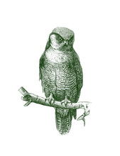 Load image into Gallery viewer, Owl Print