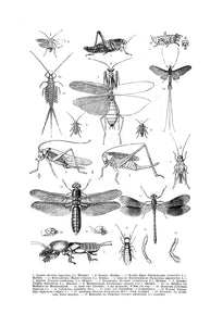 Various-Insects-1 Print