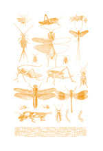 Load image into Gallery viewer, Various-Insects-1 Print