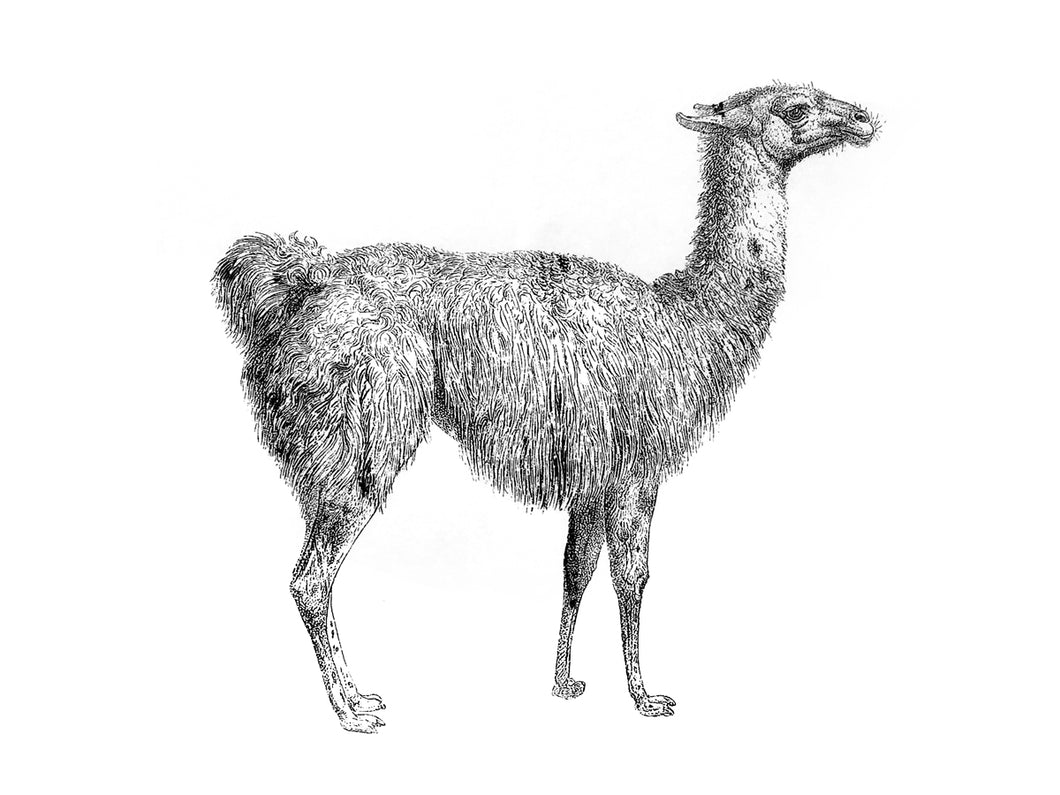 llama animal woodcarving 1800s books siebdruck handdruck screen-print