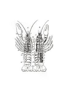 lobster zoology marine biology 1800s woodcarving screen-print siebdruck handdruck