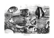 Load image into Gallery viewer, fishes vintage illustration woodcarving zoology siebdruck screen-print handdruck