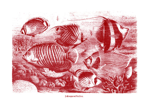 tuna fish vintage illustration woodcarving zoology siebdruck screen-print handdruck