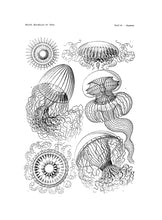Load image into Gallery viewer, Jellyfishes Print