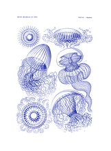 Load image into Gallery viewer, Jellyfishes Print