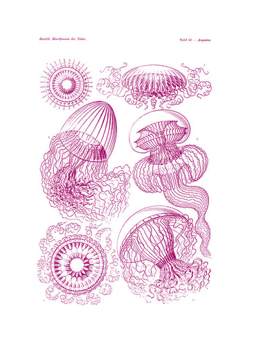 Jellyfishes Print