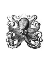 Load image into Gallery viewer, krake octopus zoology marine biology 1800s woodcarving screen-print siebdruck handdruck