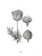 Load image into Gallery viewer, Poppy-flower Print