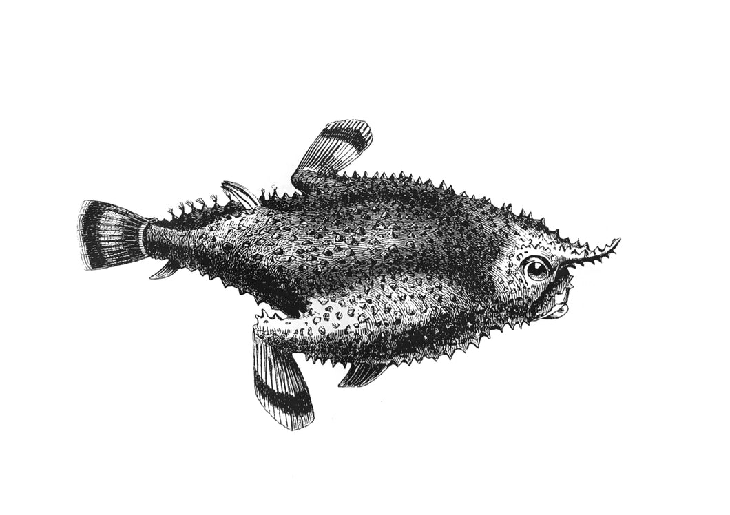 fishes batfish vintage illustration woodcarving zoology siebdruck screen-print handdruck