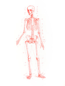 skelet human-body anatomy medicine illustration vintage siebdruck screen-print HQ