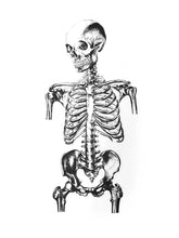 Load image into Gallery viewer, skelet human-body anatomy medicine illustration vintage siebdruck screen-print HQ