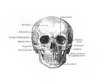 Load image into Gallery viewer, skull anatomy vintage books 1800s medicine siebdruck screenprint