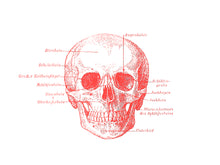 Load image into Gallery viewer, skull anatomy vintage books 1800s medicine siebdruck screen-print neon fluo