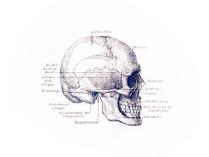 skull anatomy vintage books 1800s medicine siebdruck screenprint