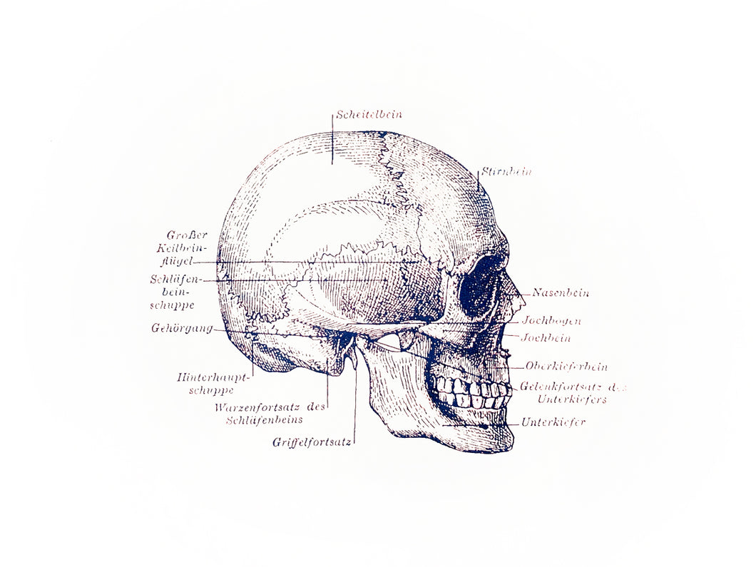 skull anatomy vintage books 1800s medicine siebdruck screenprint