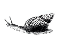 Load image into Gallery viewer, Snail Print