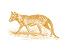Load image into Gallery viewer, Tasmanian-Tiger Print