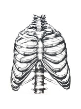 Load image into Gallery viewer, torax ribs anatomy medicine illustration vintage books 1800s siebdruck screen-print handdruck
