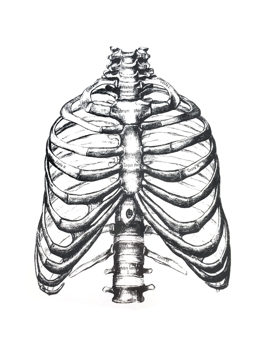 torax ribs anatomy medicine illustration vintage books 1800s siebdruck screen-print handdruck