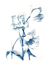 Load image into Gallery viewer, botanic plants vintage illustration 1800s screenprinting siebdruck handdruck tulip tulipe flower