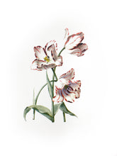 Load image into Gallery viewer, botanic plants vintage illustration 1800s screenprinting cmyk siebdruck handdruck tulip tulipe flower