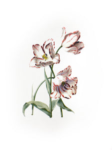 botanic plants vintage illustration 1800s screenprinting cmyk siebdruck handdruck tulip tulipe flower