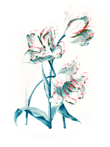 botanic plants vintage illustration 1800s screenprinting siebdruck handdruck tulip tulipe flower