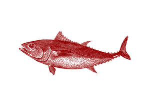 tuna fish vintage illustration woodcarving zoology siebdruck screen-print handdruck