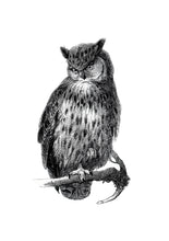 Load image into Gallery viewer, Eagle-Owl Print